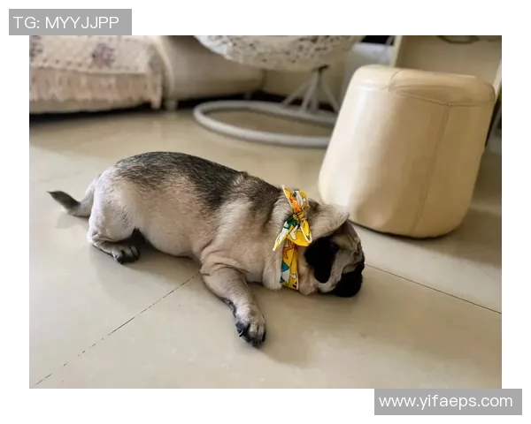 足球巨星的萌宠日常揭秘他们如何在赛场外与爱宠温情互动 足球巨星的萌宠日常揭秘他们如何在赛场外与爱宠温情互动